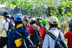 BEE_4896