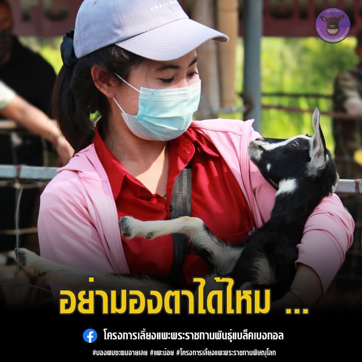 โครงการผลิตแพะพระราชทาน เพื่อนช่วยเพื่อน พื้นที่ภาคเหนือ
